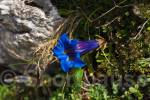 Trumpet gentian (Gentiana acaulis) above Lago de la 
Ercina, Picos de Europa, Asturias, Spain.
