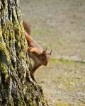 Red squirrel (Sciurus vulgaris) looking round the base 
of a tree. Parque de Isabel la Catolica, Gijón, Asturias, 
Spain
