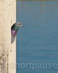 Pigeon (Columba livia?) overlooking the river Rhone, 
France