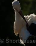 Juvenile white stork (Ciconia ciconia) preening, 
Hunawihr, Alsace, Haut-Rhin (department 68), France