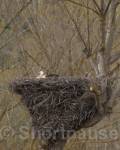 White stork (Ciconia ciconia) on nest, Resoba, 
Cantabria, Spain